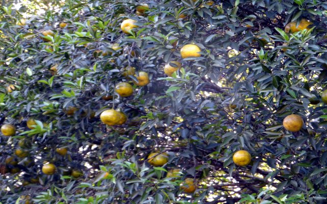 der Mai ist gekommen.........