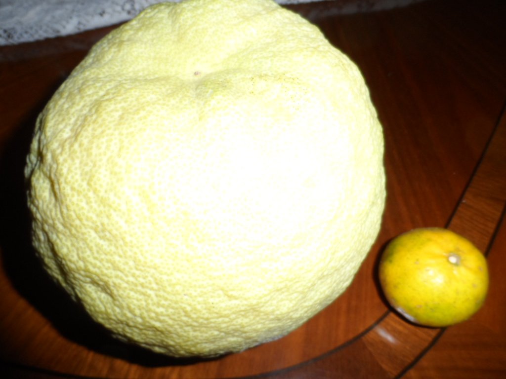 Unser Bäumchen gepflanzt 2010