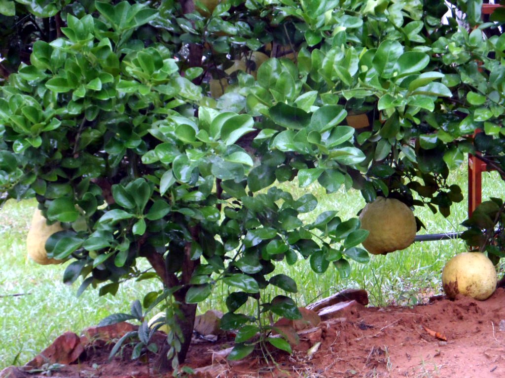 Unser Bäumchen gepflanzt 2010