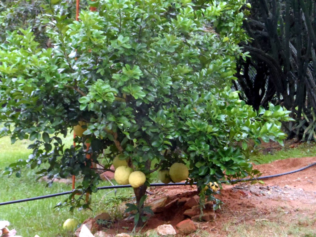 Unser Bäumchen gepflanzt 2010