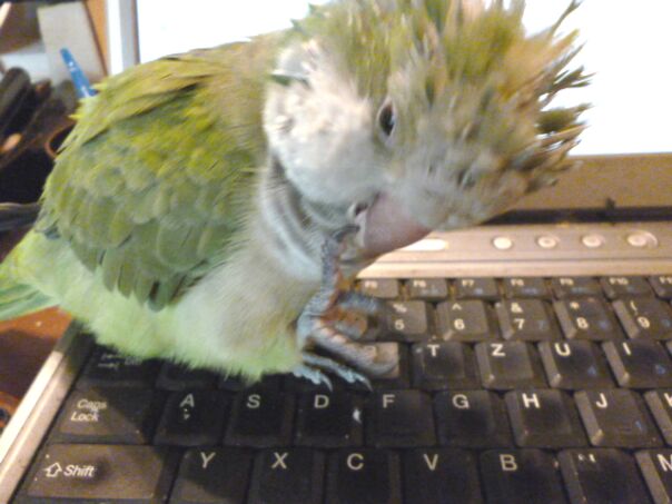 Vögelei zum Sonntagsfrühstück