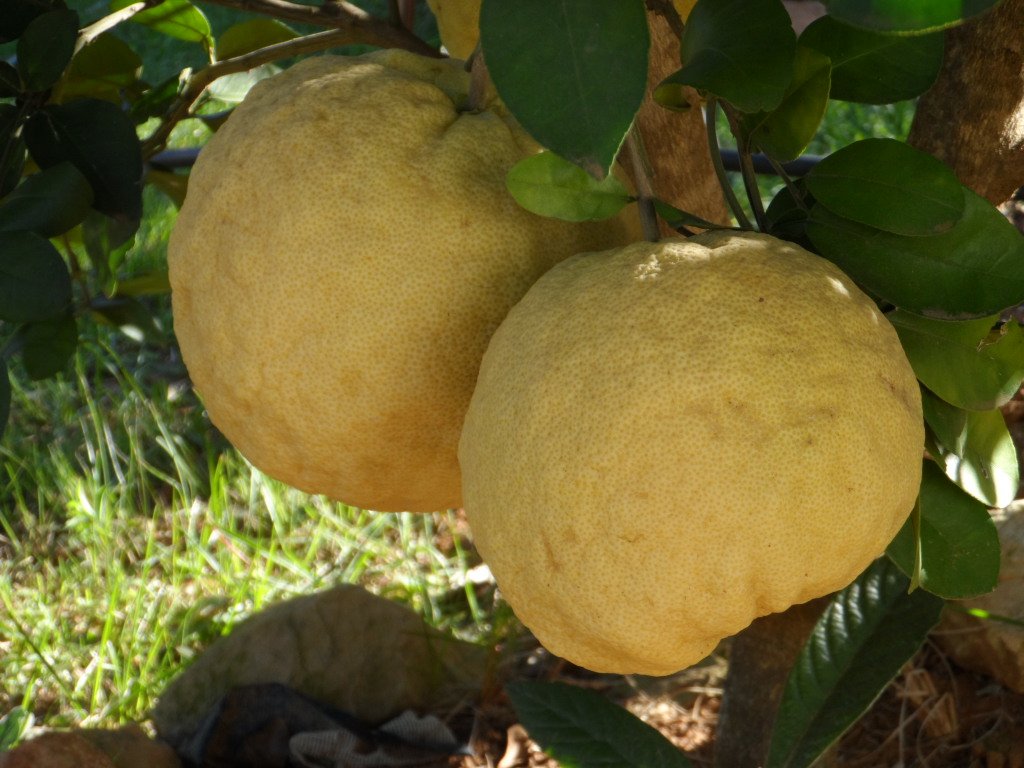 gleich kommt der Winter