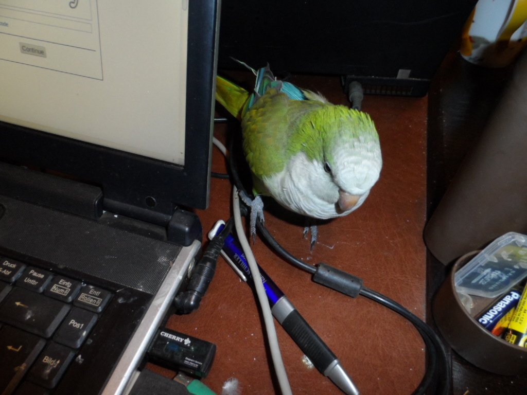 Vögelei zum Sonntagsfrühstück