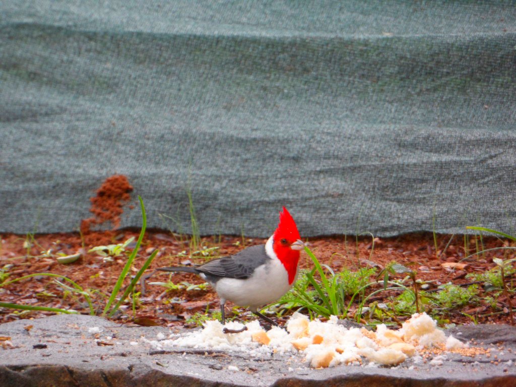 Vögelei zum Sonntagsfrühstück