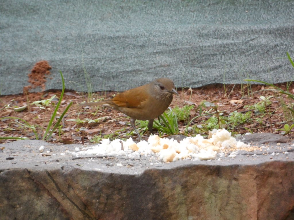 Vögelei zum Sonntagsfrühstück