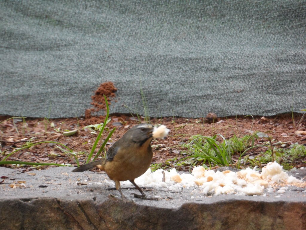 Vögelei zum Sonntagsfrühstück