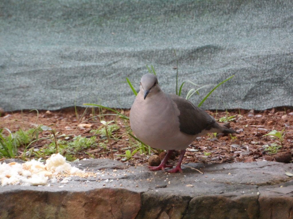 Vögelei zum Sonntagsfrühstück
