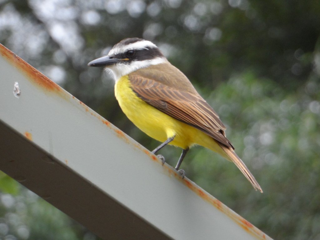 Vögelei zum Sonntagsfrühstück