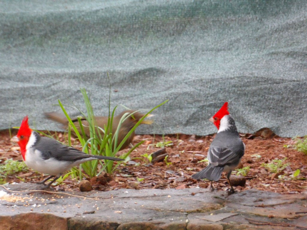 Vögelei zum Sonntagsfrühstück