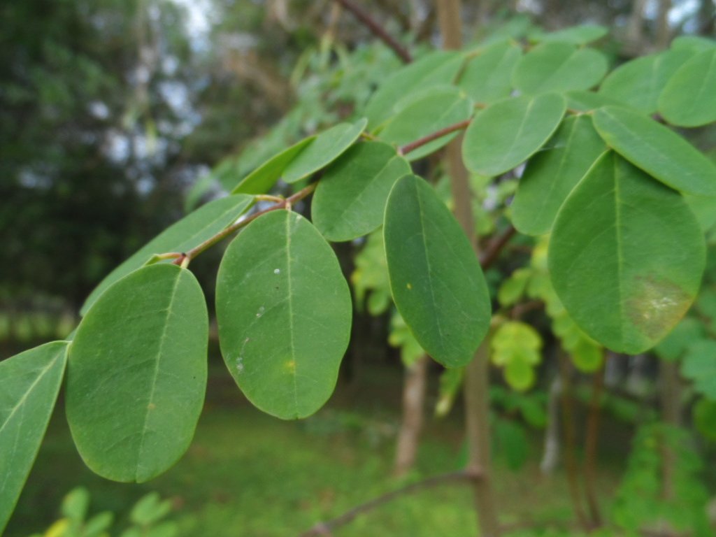 Moringa der Baum des Lebens