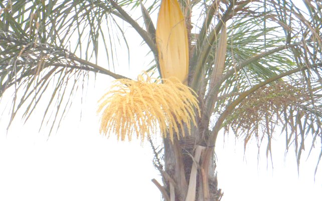 Tanz in den Frühling 2013