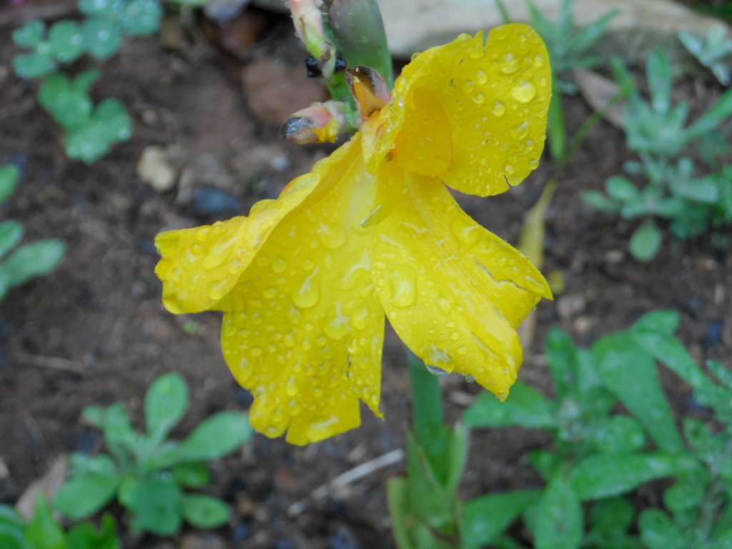 Tanz in den Frühling 2013