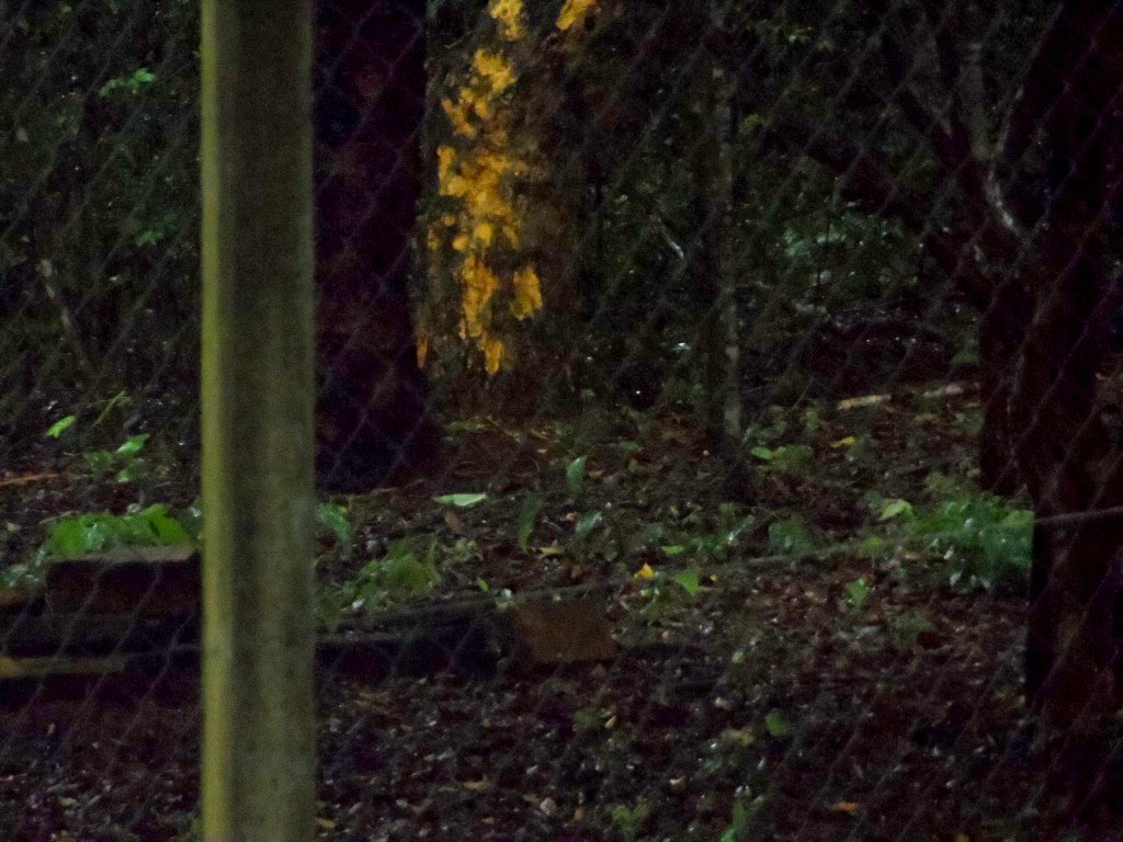 Regen, Regen und nochmals Regen