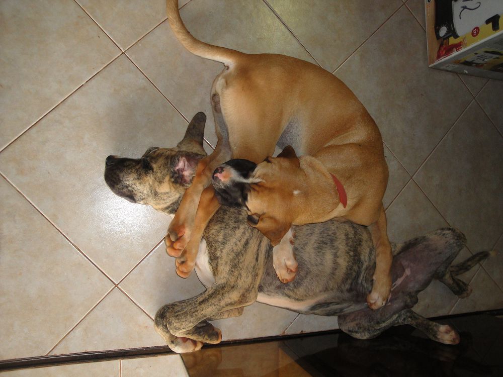 k-Ochse Hektor 29,12,13 gesch.+Hunde 003