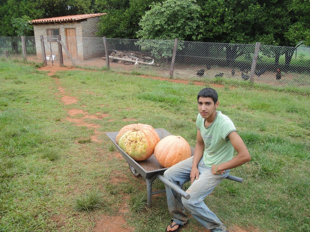 k-Ochse Hektor 29,12,13 gesch.+Hunde 008