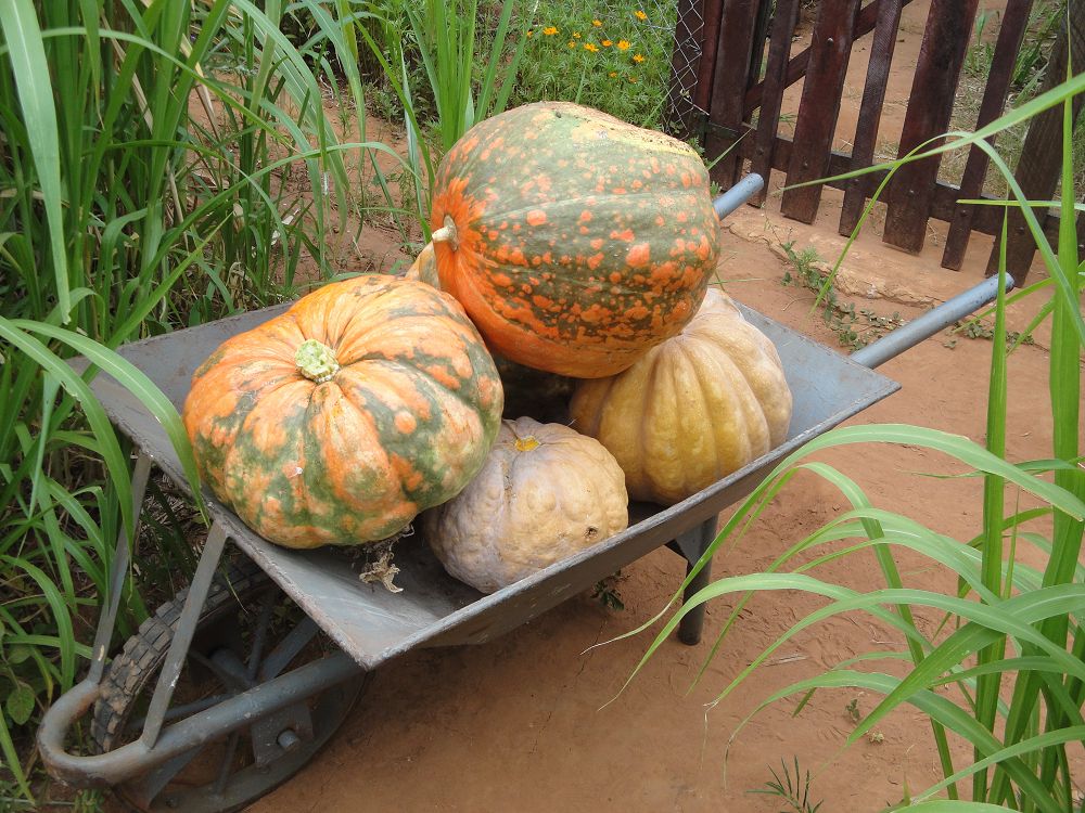 k-Ochse Hektor 29,12,13 gesch.+Hunde 011