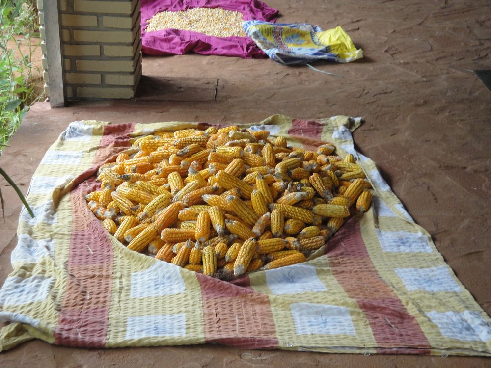 k-Ochse Hektor 29,12,13 gesch.+Hunde 013