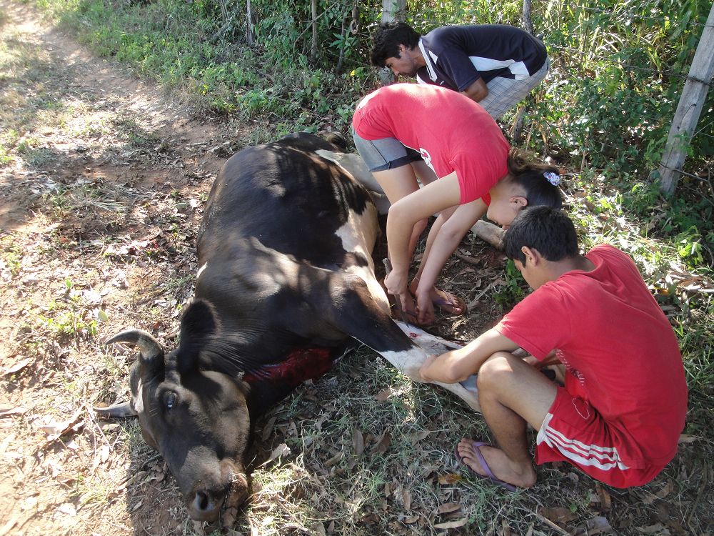 k-Ochse Hektor 29,12,13 gesch.+Hunde 015