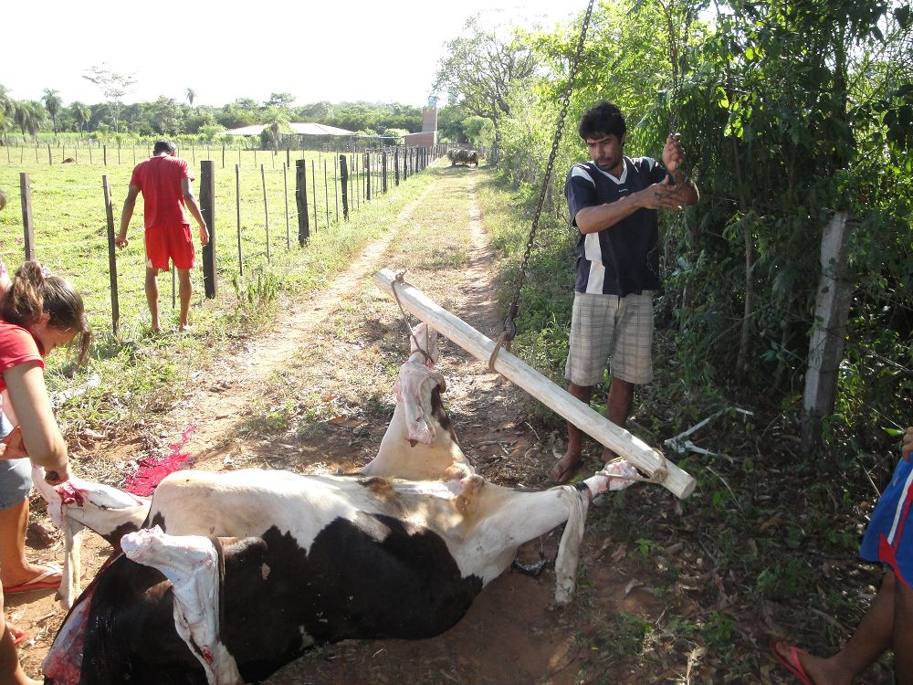 k-Ochse Hektor 29,12,13 gesch.+Hunde 017