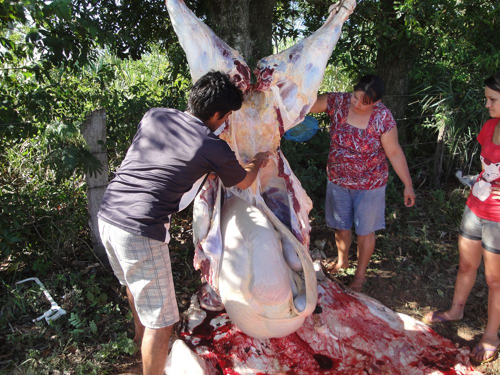 k-Ochse Hektor 29,12,13 gesch.+Hunde 020