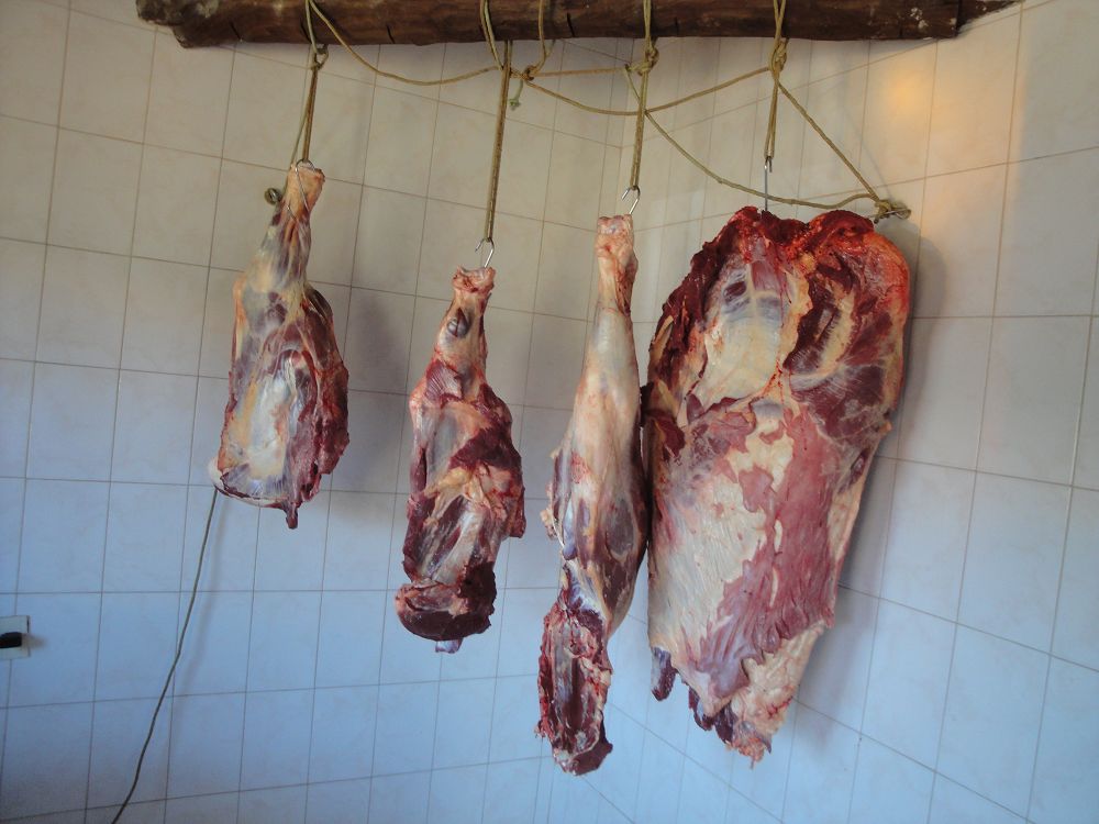 k-Ochse Hektor 29,12,13 gesch.+Hunde 023