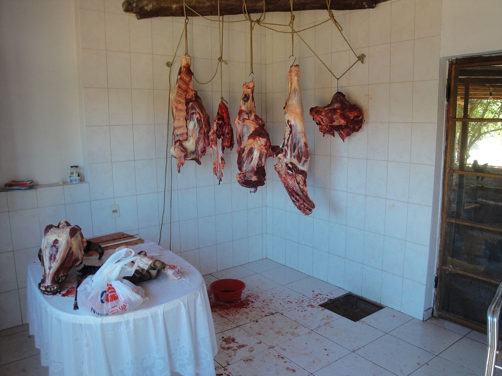 k-Ochse Hektor 29,12,13 gesch.+Hunde 024