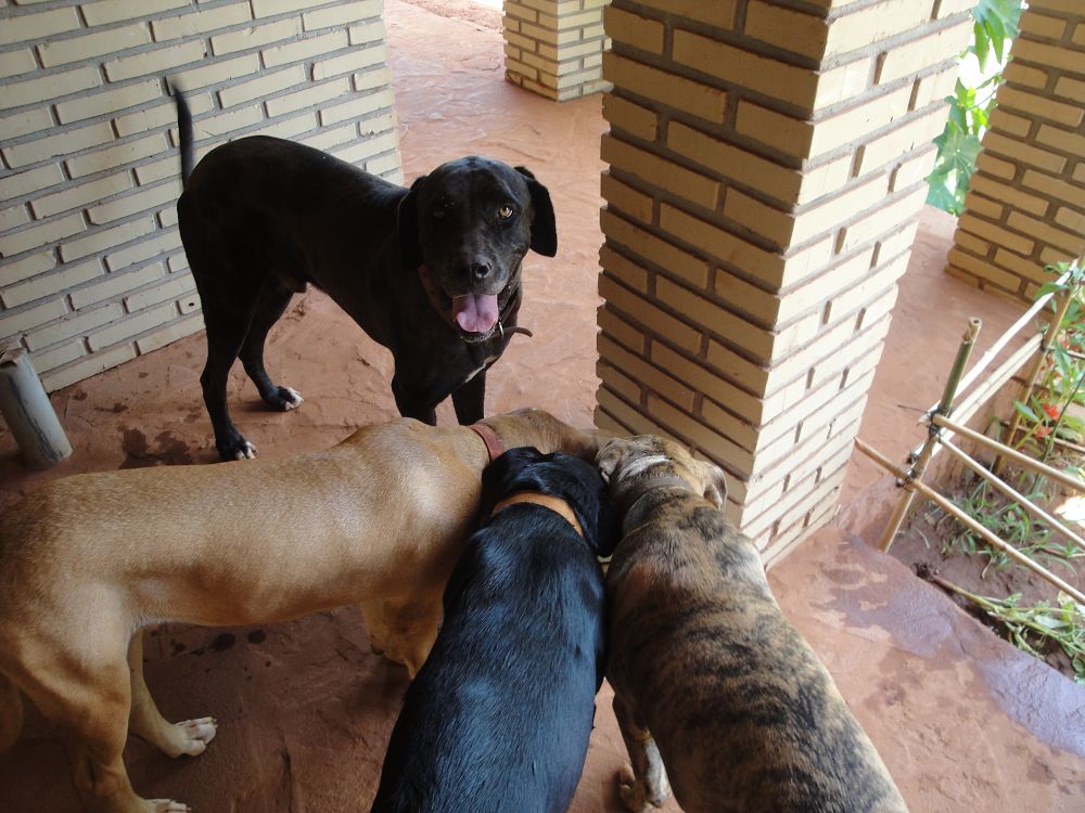 k-Ochse Hektor 29,12,13 gesch.+Hunde 026