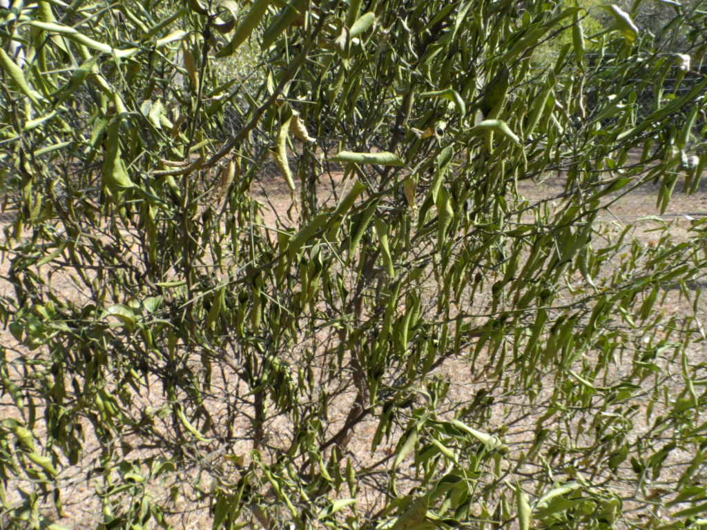 gefühlte 65 Grad Wärme