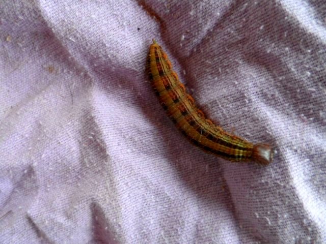 Motogross, Vogelspinne usw.