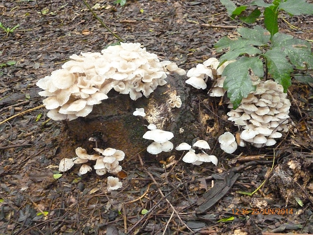 Interessanter Beitrag von Renate, Bilder aus unserem Garten, Fußball und Tigo