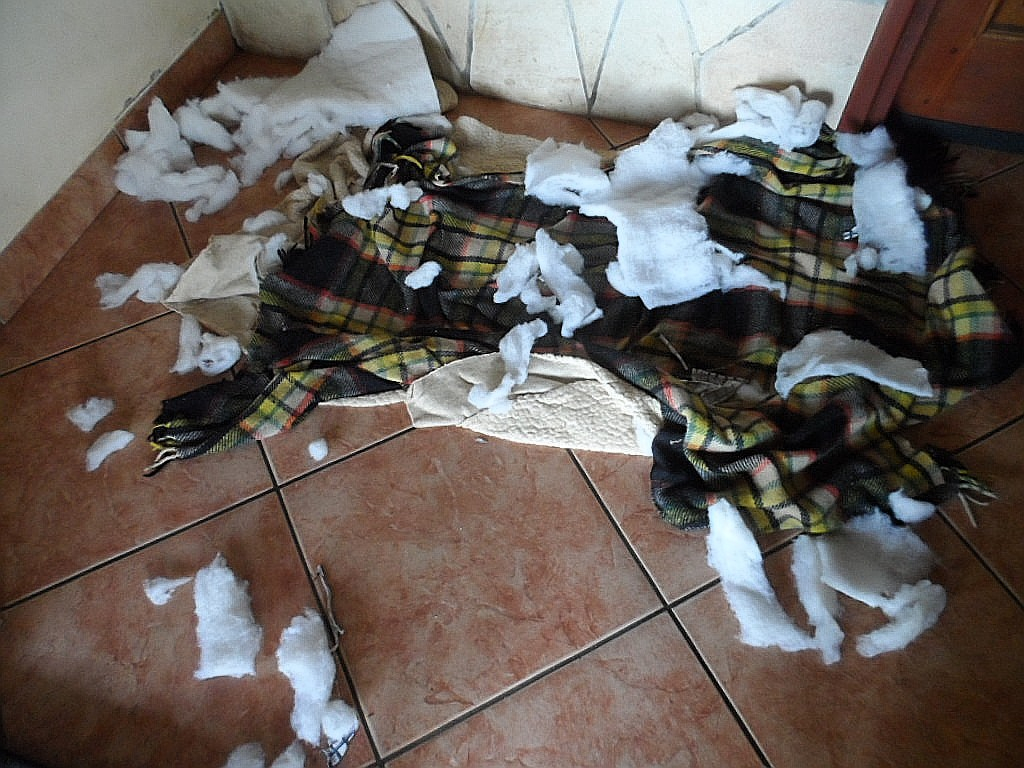 Interessanter Beitrag von Renate, Bilder aus unserem Garten, Fußball und Tigo