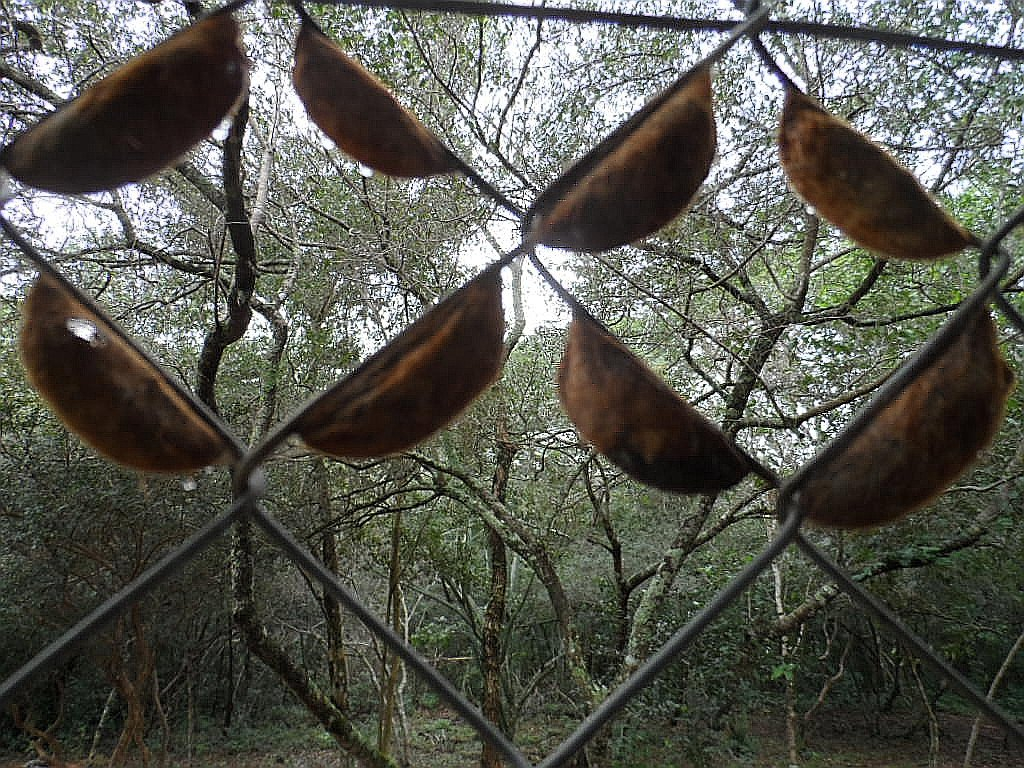 Interessanter Beitrag von Renate, Bilder aus unserem Garten, Fußball und Tigo
