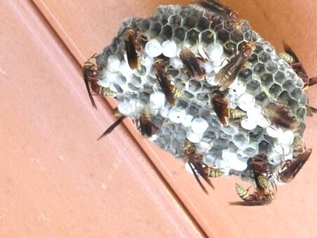 unsere Tierwelt im Garten