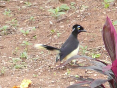 Teil 2 Tiere in unserem Garten