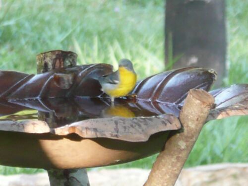 Teil 2 Tiere in unserem Garten