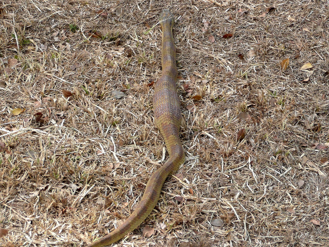 dritter Teil Tiere in unserem Garten