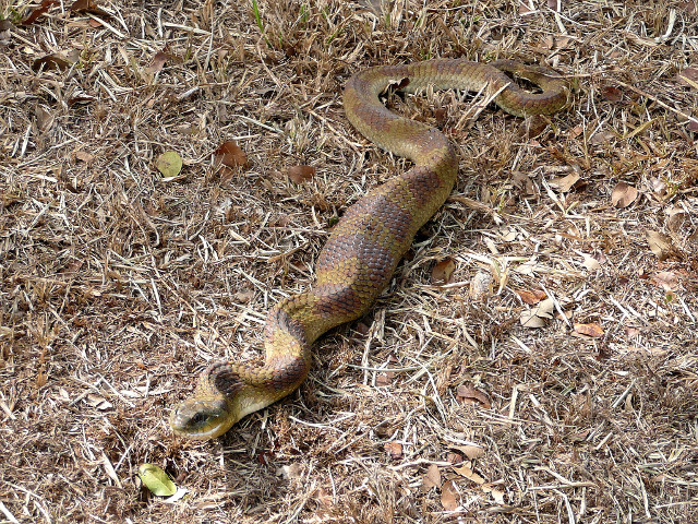 dritter Teil Tiere in unserem Garten