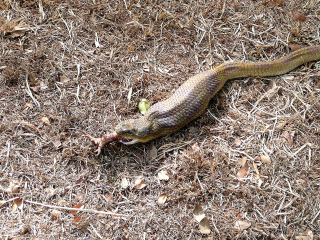 dritter Teil Tiere in unserem Garten
