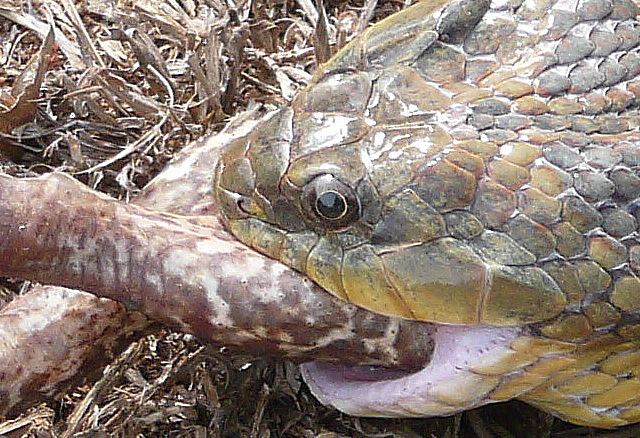 dritter Teil Tiere in unserem Garten