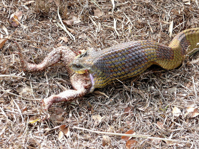 dritter Teil Tiere in unserem Garten
