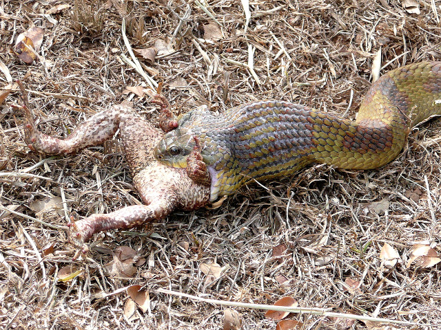 dritter Teil Tiere in unserem Garten