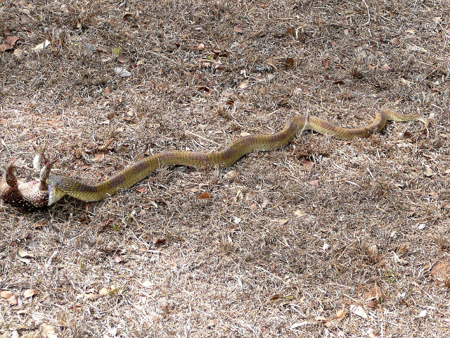 dritter Teil Tiere in unserem Garten