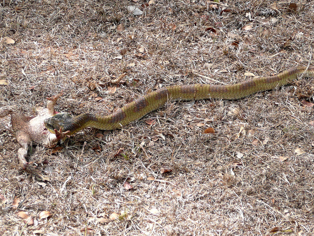 dritter Teil Tiere in unserem Garten
