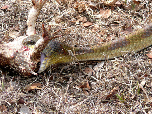 dritter Teil Tiere in unserem Garten