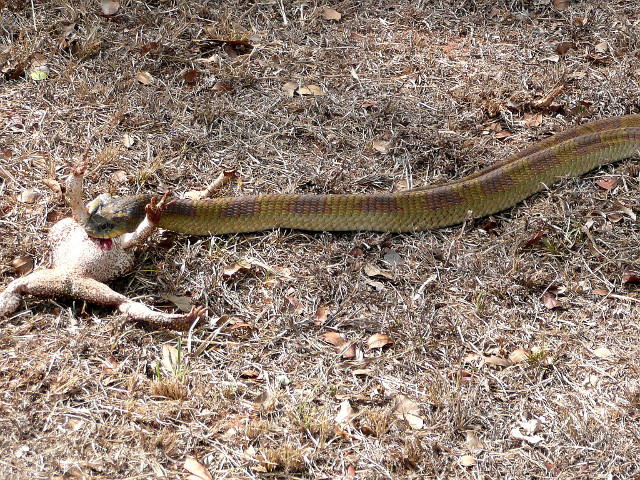 dritter Teil Tiere in unserem Garten