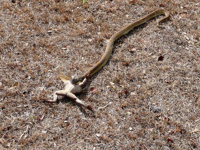 dritter Teil Tiere in unserem Garten
