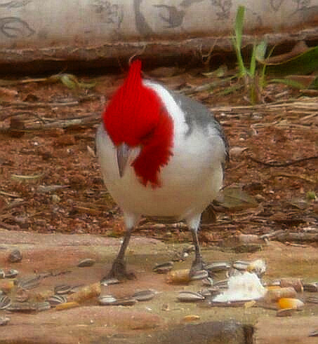Teil 2 Tiere in unserem Garten