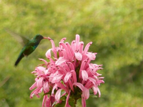 Teil 2 Tiere in unserem Garten