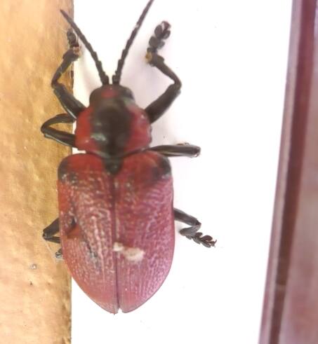 unsere Tierwelt im Garten