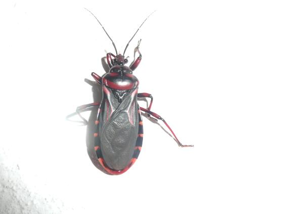 unsere Tierwelt im Garten